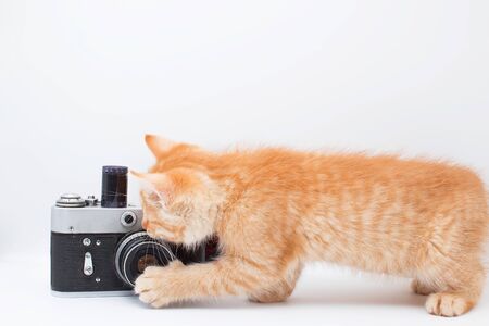 Red kitten plays with an old camera. A kitten is looking for a bird in the camera lens. Funny pets.の写真素材
