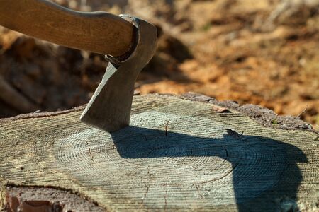 The ax stuck into the stump of a sawn tree. The concept of deforestation on the planet.