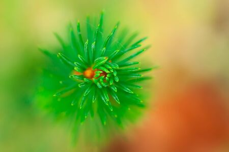 A young green seedling grows in a forest. Spruce sapling on a blurred background. Planting a forest....