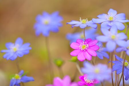 Spring flowers are pink and blue. The first snowdrops. The liverwort, Hepatica.