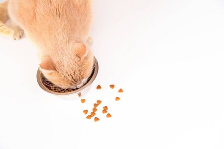 Red cat eats dry food from an iron bowl. White background. Healthy pets.の写真素材