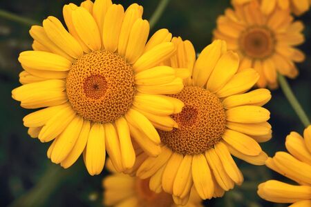 Yellow daisies in the field. Background with beautiful yellow flowers.