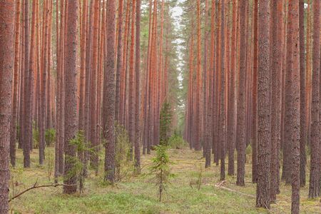 Pine forest. Tall tree trunks. Forestry and forestry.の写真素材