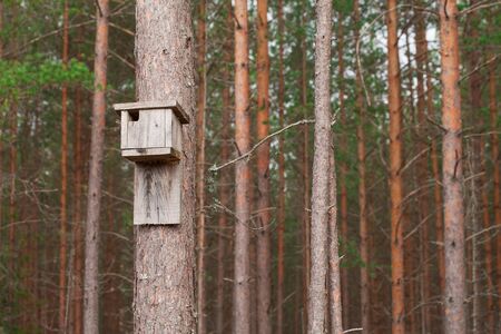 Birdhouse hanging on a tree in the forest.の写真素材