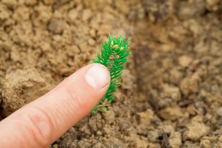 Man's finger points to a small seedling of a tree. A green tree grows in the sand. Desert...