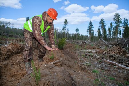 A forester in a work vest and helmet holds seedlings in his hands. Forest worker is planting trees. Real people work in forestry. Green seedlings ate.の写真素材