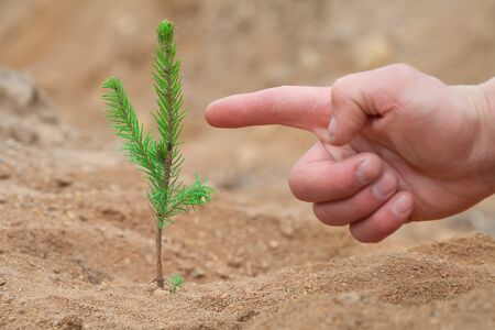 Green seedling of a tree grows on dry ground. A man's finger points to a spruce seedling. Desert landscaping concept. The concept of reforestation on the planet.の写真素材