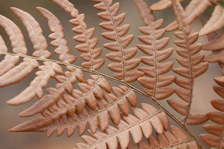 Autumn fern leaf on a blurry background.