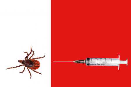 A closeup of a tick on a white background. Syringe on tap background.の写真素材