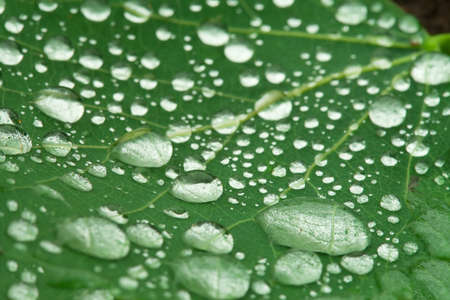 Water droplets on the surface of a green leaf. Raindrops. Green background. The concept of...