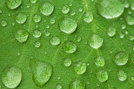 Water droplets on the surface of a green leaf. Raindrops. Green background. The concept of...