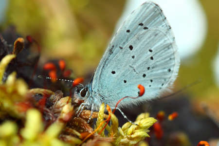 Beautiful butterfly on a defocused background. Closeup of insects.の写真素材