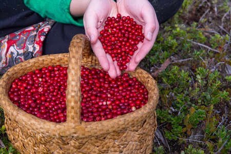 Red berries of lingonberry in the palms of the girl. The basket is filled with ripe forest berries.の写真素材