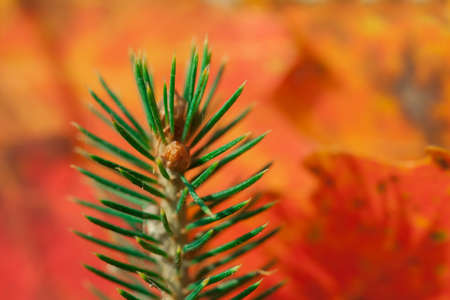 Green spruce seedling on a background of red autumn leaves. Natural autumn background.