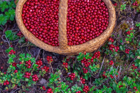 Red lingonberries grow naturally. Berries. Basket with red berries. A photo with a shallow depth of field.の写真素材