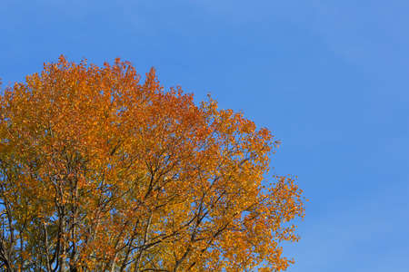 Tree with autumn leaves on a background of blue sky. Natural background.