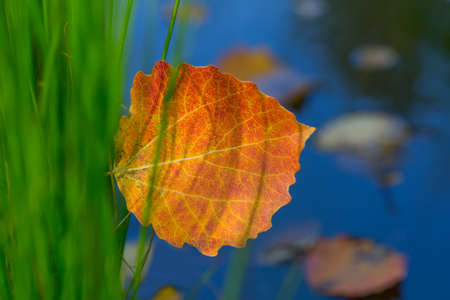 Golden autumn concept. Orange leaf of a tree on green grass. In the background is a pond with fallen...