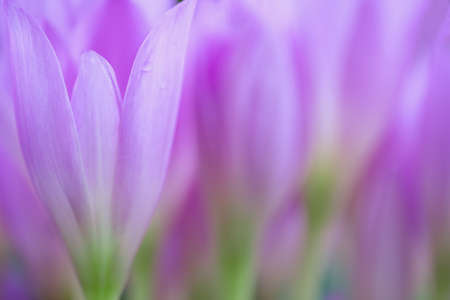 Beautiful natural background. Lilac flowers, close-up photo. Selective focusing on the petals of a nearby flower. Soft focus.の写真素材