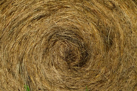 Dry grass, hay, twisted in a spiral. Background image.