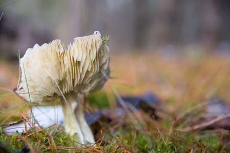 An old mushroom grows in the forest. Late fall. A lamellar, hallucinogenic mushroom. Psilocybin.