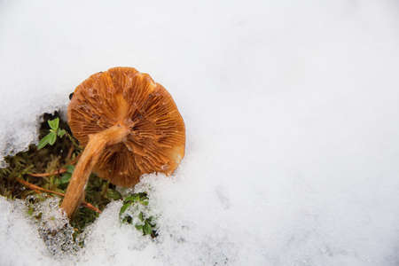 An old poisonous mushroom in the snow. Early winter, first snow. A lamellar, hallucinogenic mushroom. Psilocybin. Green moss.の写真素材