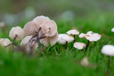Hallucinogenic mushrooms lie on green moss. Small mushrooms containing psilocybin grow in the...
