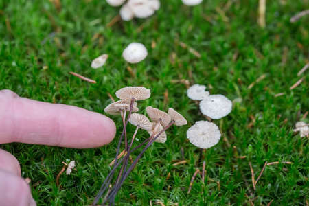 A person's finger points to hallucinogenic mushrooms. Mushrooms containing psilocybin lie on the moss, growing naturally.の写真素材