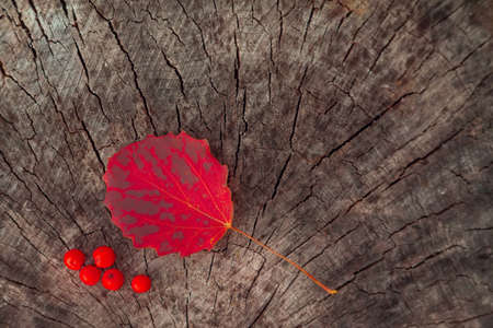 Red autumn leaves lie on a woody background. Natural background. Autumn approach concept.