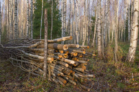A pile of brushwood is piled in a birch forest. Cleaning up debris in a forest area. Forestry concept.の写真素材