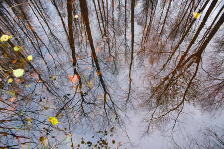 Natural background. Reflections of trees in the water. Fallen leaves in the water. Late autumn...