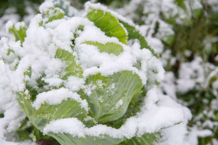 Snow lies on the head of cabbage. The first snow on the backyard. Close-up photo. The concept of timely harvesting.の写真素材