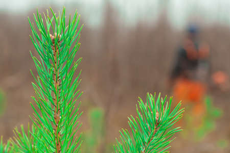 Coniferous sapling in the foreground. In the background, a forester takes care of the forest.