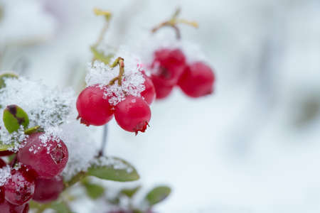 Snow lies on red lingonberries. Berries. First snow, frost.