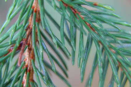 A closeup of spruce needles. Natural background. Soft focus. Selective focusing on needles. Shallow...