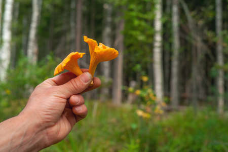 Man's hands are holding edible mushrooms.