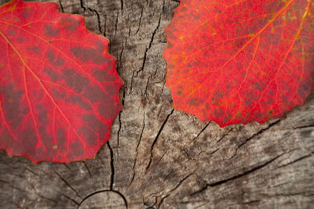Red autumn leaves lie on a woody background.の写真素材