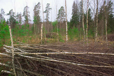The cut brushwood is piled up. Clearing the forest from debris. Growing tree care in forestry.の写真素材