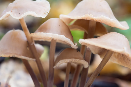 Hallucinogenic mushroom, close-up photo. Mushrooms containing psilocybin. Selective focusing on the...