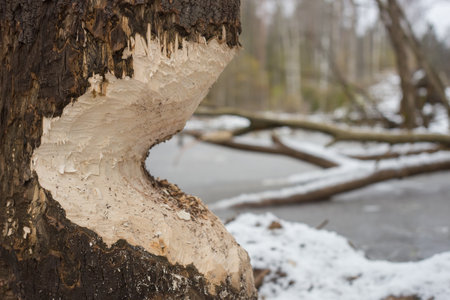 A thick tree gnawed by a beaver. Close-up photo.の写真素材