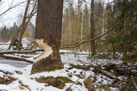 A tree gnawed by a beaver in the forest.の写真素材