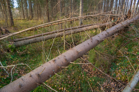 Trees blown down by the wind. The consequences of a hurricane in the forest.
