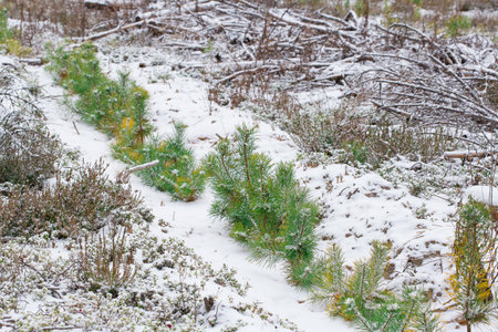 Small tree seedlings on white snow. Growing young forest. Forestry and reforestation concept.