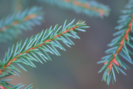Natural background. A closeup of a spruce twig. A photo with a shallow depth of field. Soft focus. Selective focus on coniferous needles.の写真素材