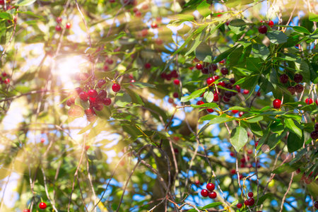 Red cherries hang on the branches. Rays of sunlight.
