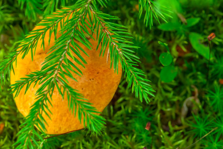 The edible mushroom grows in the forest under a spruce branch.の写真素材