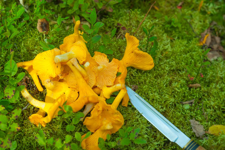 Mushrooms lie on green moss. There is a knife nearby.の写真素材