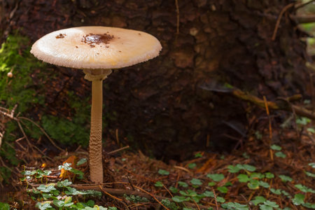 An umbrella mushroom grows in the forest.の写真素材