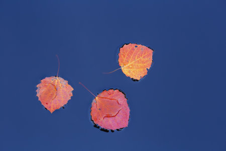 Autumn red leaves float in the water. The blue sky is reflected in the water. Natural background. Selective focus on leaves.の写真素材