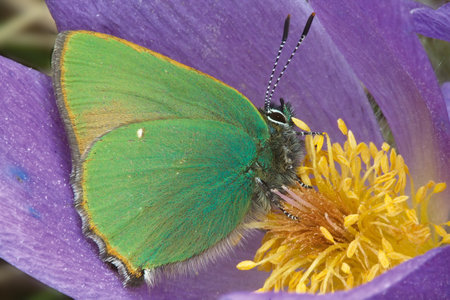 A beautiful bean with green wings sits on a blue flower. Closeup.の写真素材