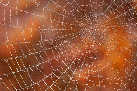 Spider web with dew drops on a background of autumn leaves.の写真素材